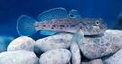 Great Lakes round gobies a mixed blessing | Lake Scientist