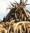 The Ivory Trade‏ | Dialect Magazine
