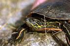 Chrysemys picta bellii - Western Painted Turtle