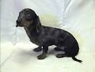 Miniature Dapple & Double-dapple Dachshunds