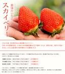 川瀬力/探偵学園Q（声優：緑川光）