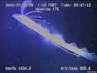 oarfish video