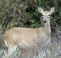 Matador WMA: Hunting