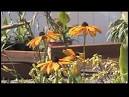 Butterfly Gardens Part 1 - Worldnews.