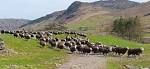 Stampede - Wikipedia, the free encyclopedia