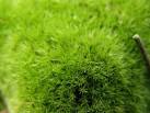 Tips to a Moss-free Lawn | Hudson Valley Landscape Design and ...