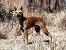 DINGO (Canis lupus DINGO)