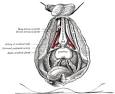 la <b>glándula bulbouretral</b>
