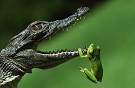 Crocodile Fotos 
by Jonathan Bl ...