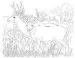 Mule coloring page
