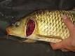 220px-Carp_gill_defect.jpg