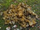 Cyanobacteria - Nostoc commune - via Daymix