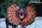 dilophosaurus - SYCO SMILE PRODUCTIONS