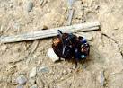 The dung or dor beetle, or dumbledore, is also known as the lousy watchman - via Daymix