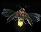 Lightning Bug