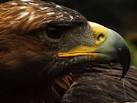 It isn't a big bird of prey - via Daymix
