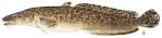 Cod Family Gadidae
