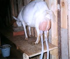 images?q=tbn:ANd9GcRi8oewGnY0Oe3v_EKkcbLYu-oPnRdP-7g_IfXksFFImOvrt_K3