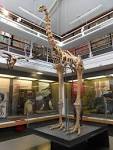 Early Settlers Drove Extinction of Nearly 1000 Bird Species - D ...