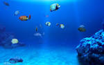 Photo Gallery: Formosoft <b>Aqua</b> Real 2