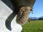 Paper Wasps &amp; Nest - Tech Support Guy Forums