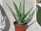 Succulent Aloes - natures wonder