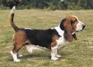 Basset Hound | Dog Family