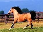 Horse Buckskin Lusitano | Free wallpapers, Free HD Images