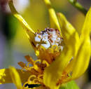 Ambush Bugs - Bandelier National Monument