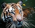 mammal - Wiktionary