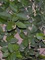 Creeping Ficus (Ficus pumila)
