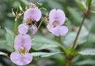 This reduces pollination of - via Daymix
