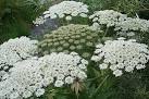 NH9958 : Giant Hogweed; Beware - via Daymix
