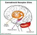 HowStuffWorks "Marijuana and the Brain"
