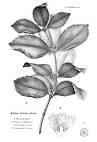 <b>Rhizophoraceae</b> R. Br.