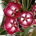 Hoya archiboldiana