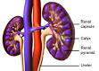What is a <b>nephrectomy</b>?