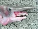 FLMNH Ichthyology Department: Goblin Shark
