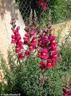 <b>Antirrhinum</b> Snapdragon