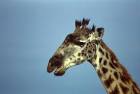 Giraffe African mammal public - via Daymix