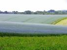 Linseed flax (Linum - via Daymix