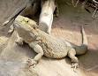 <b>Lizard</b>