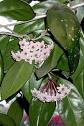 HOYA,fleur de cire - Le guide des plantes de A à Z