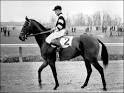 War Admiral Thoroughbred