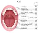 Cuspid; Canine Tooth