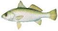 Bait Fish Identification