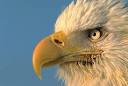 Bald Eagle Beak I Alaska Travel Photos