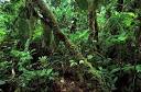 Images Malaysia Borneo Rainforest 264