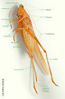 Anatomical Terms Of Location | Splendor Awaits