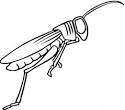Grasshopper coloring page